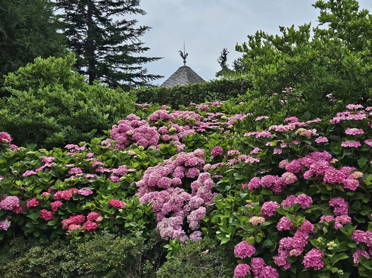 Hortensias du Jardin de Suzanne