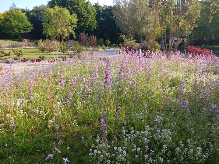 Jardin de Suzanne 1