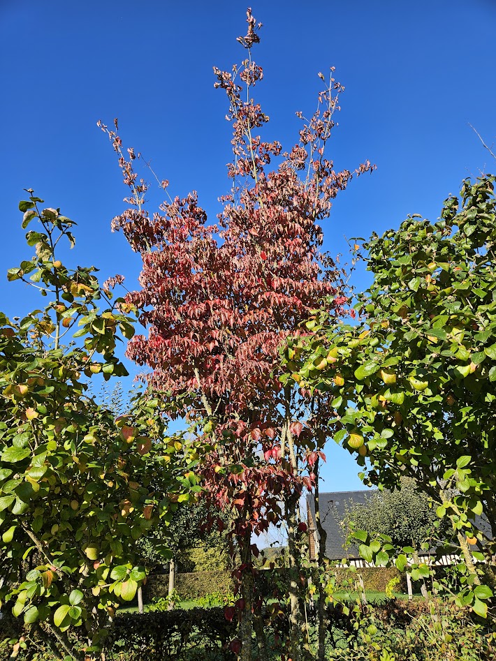 Jardin de Suzanne 6