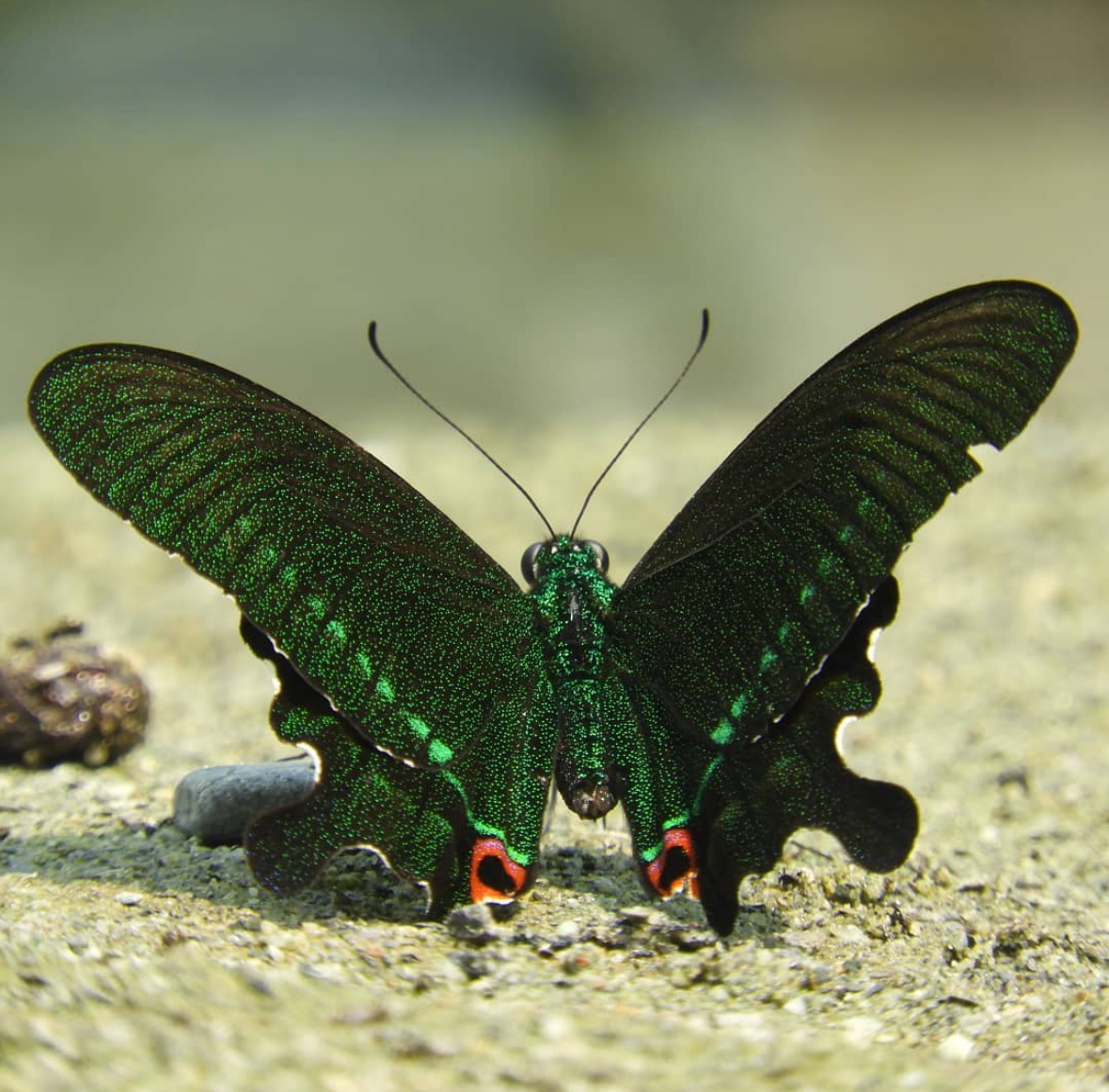 Wildlife Photography