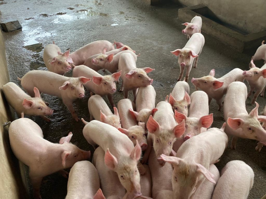 Farm-raised pigs