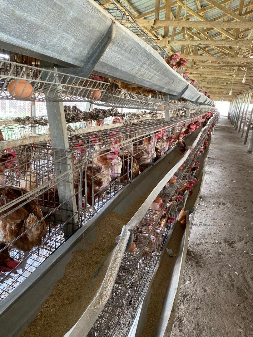 Layer hens, daily eggs