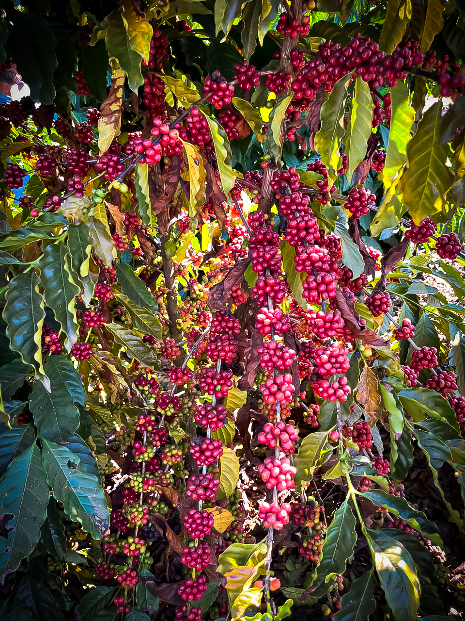 Frutos de café maduros