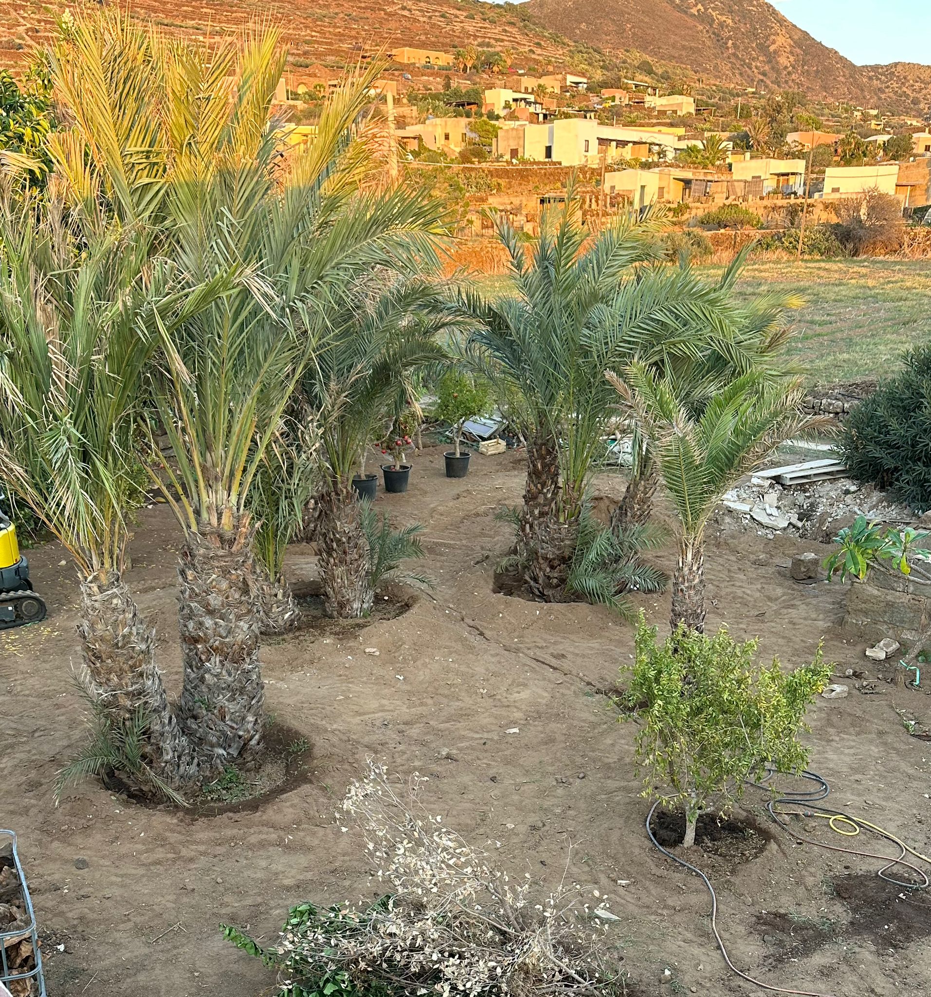 Giardino mediterraneo con palme e bouganville