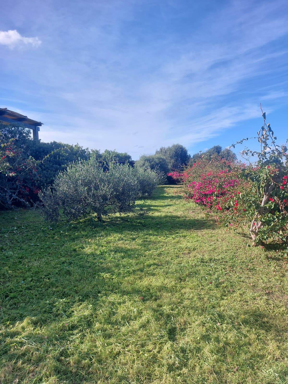 Giardino mediterraneo a Pantelleria con ulivi, bouganville fucsia e dammuso sullo sfondo