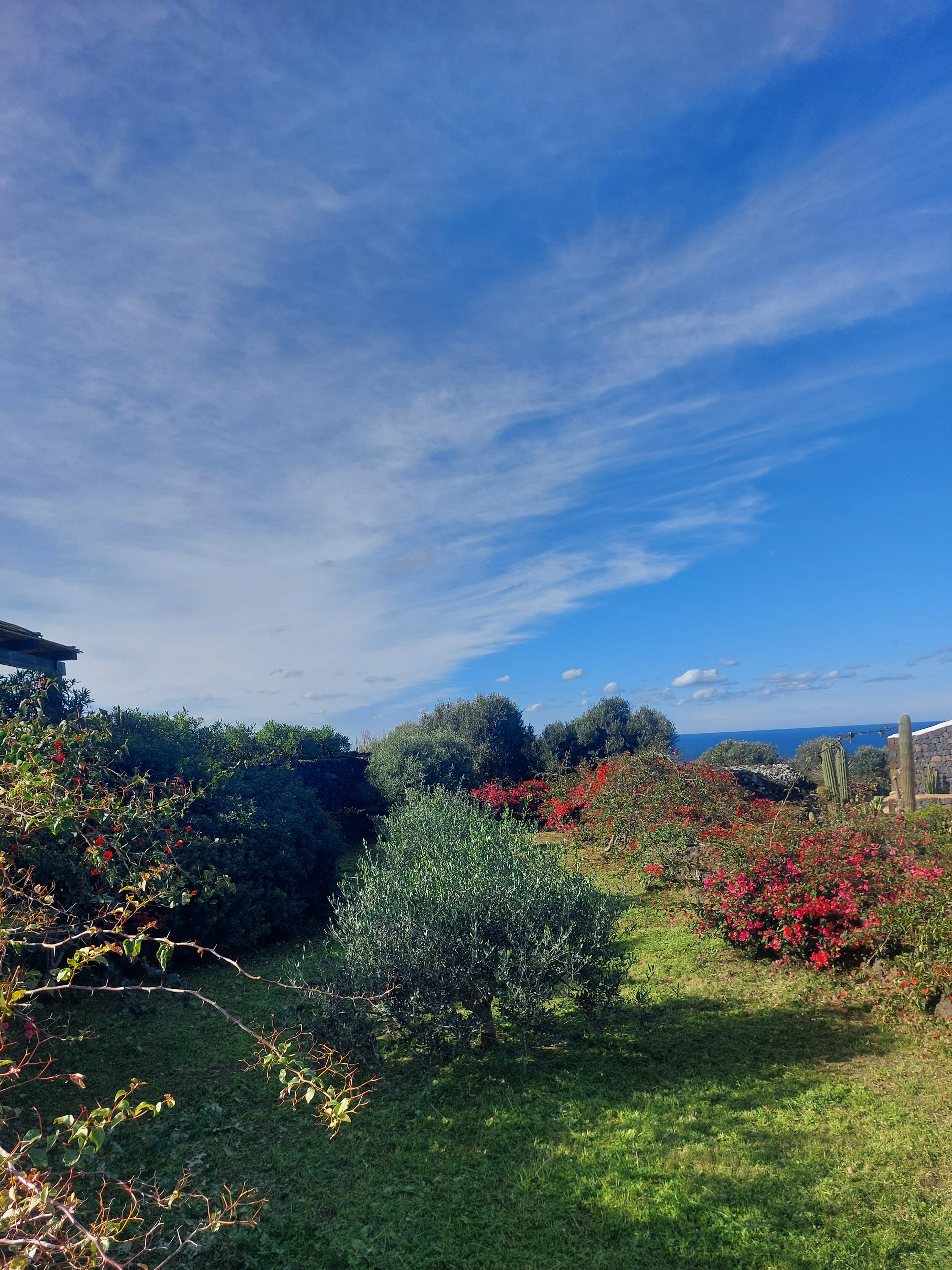 Vista mare con ulivi, bouganville e cactus a Pantelleria