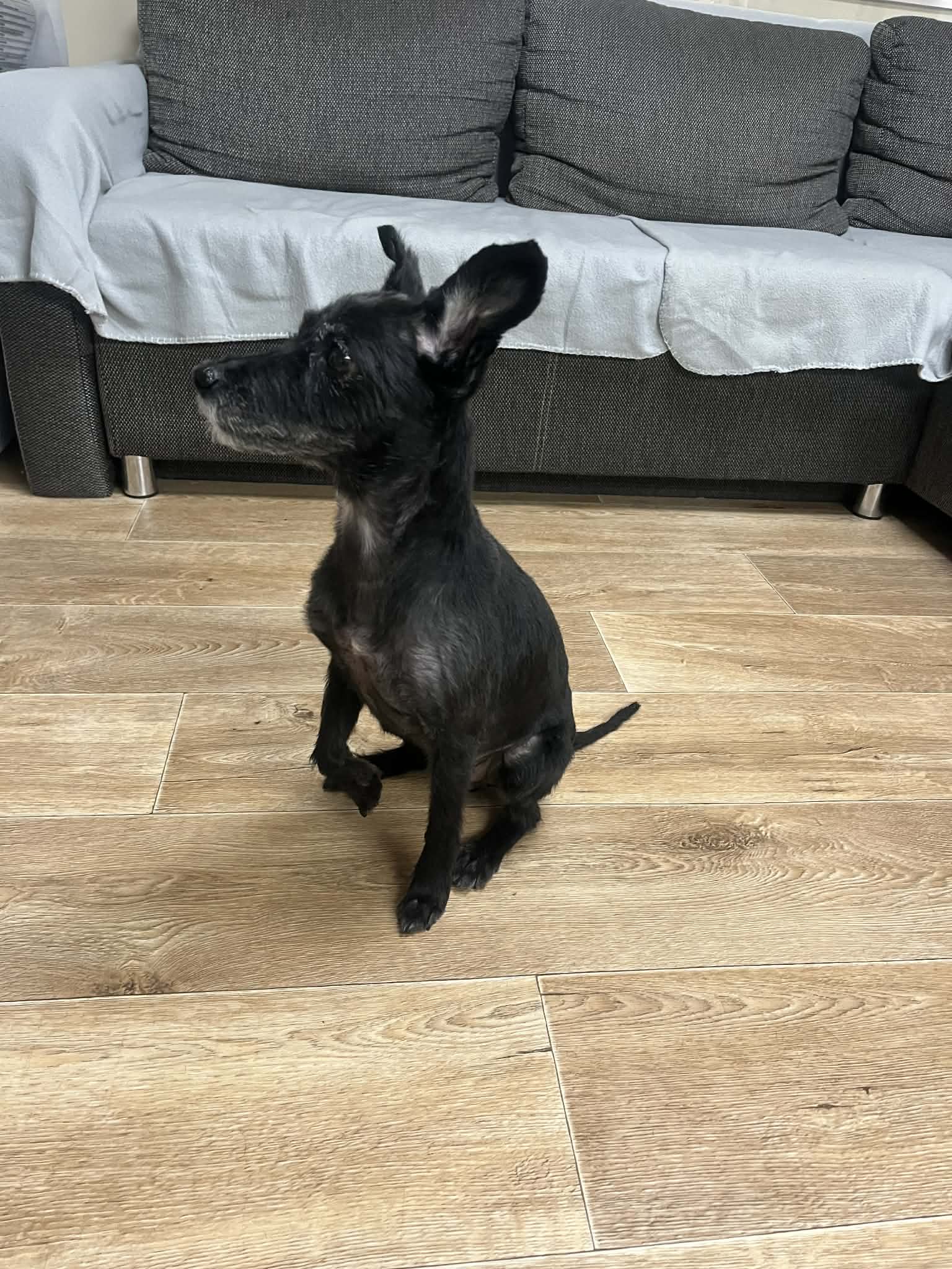 Yorkshire Terrier kutya nyírás után – Mázli Kutyakozmetika Miskolc