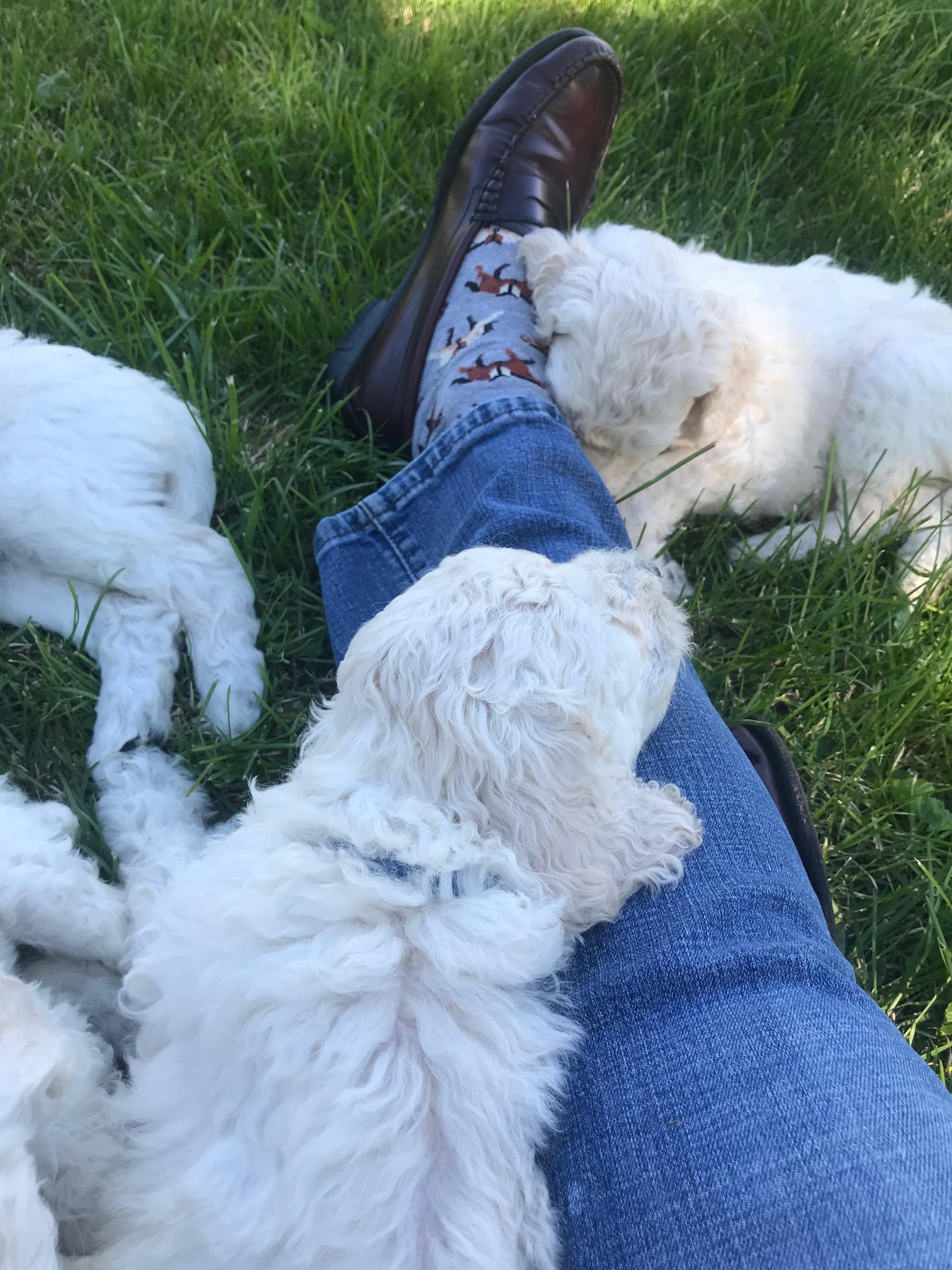 Puppy days