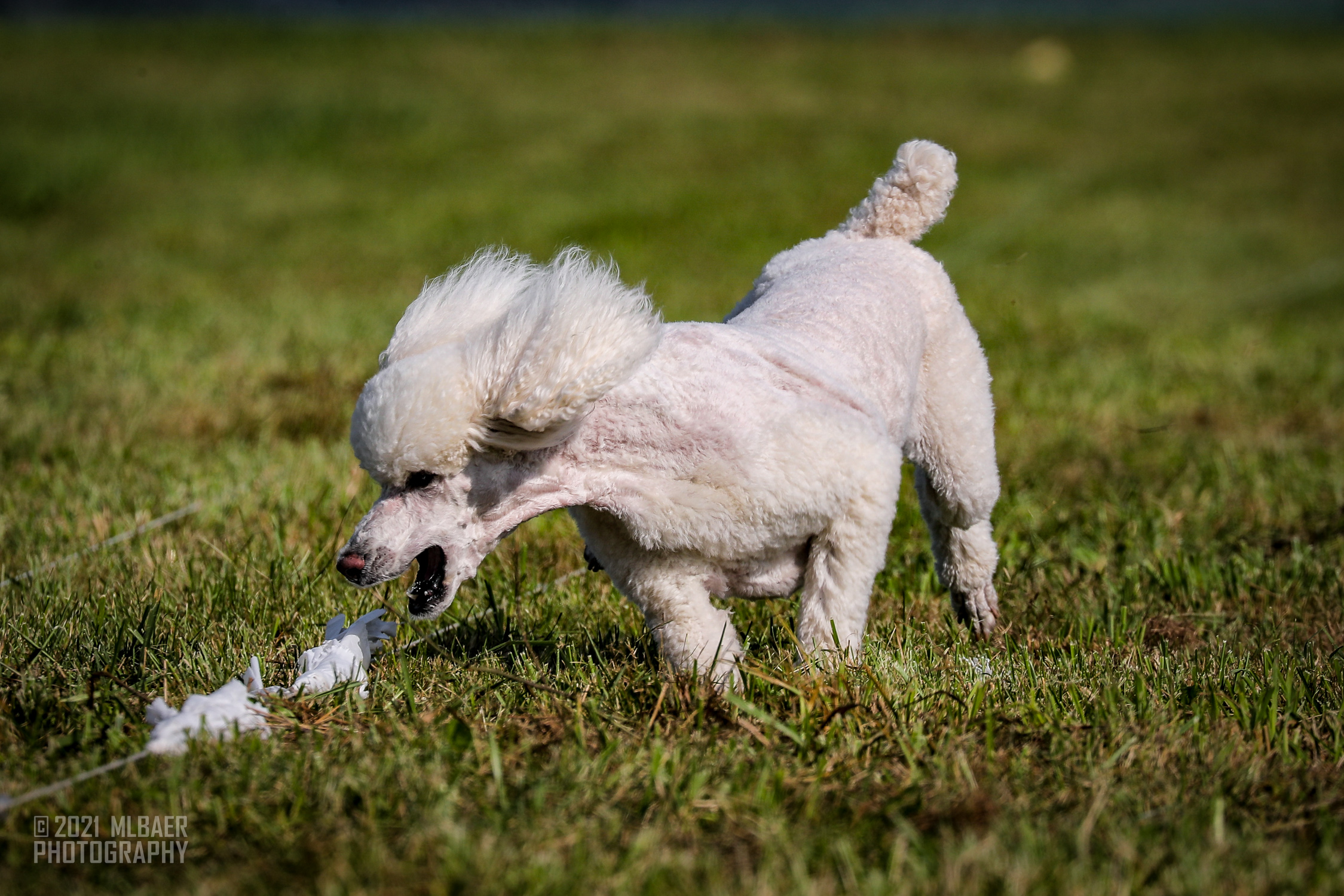 Lure Coursing