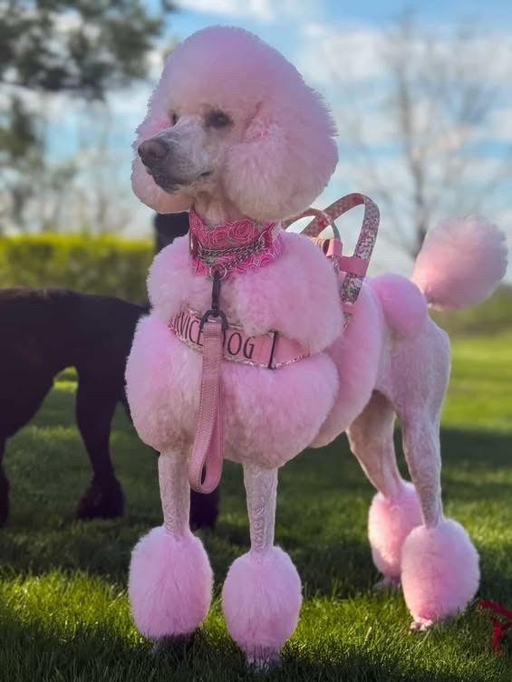 Service dog