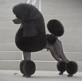 Show poodle