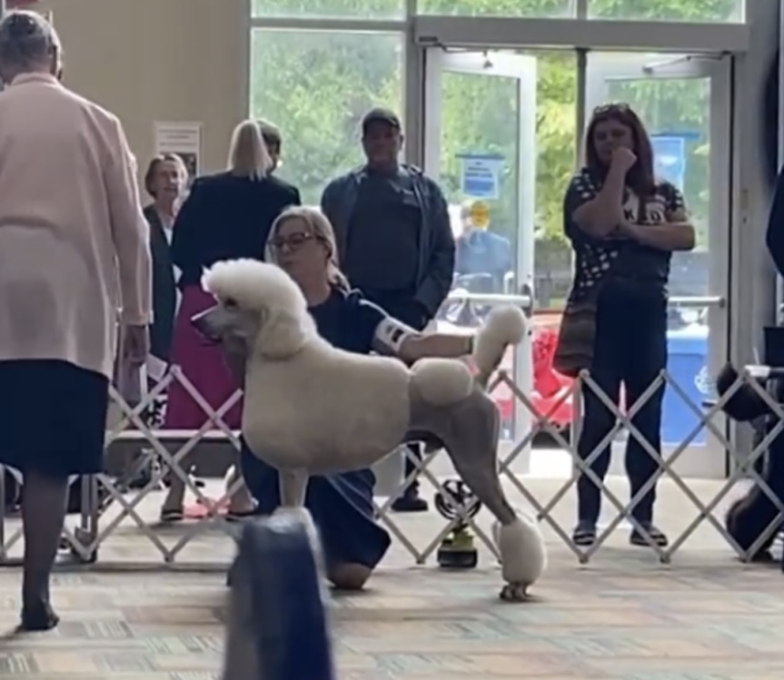 A standard poodle running through a field