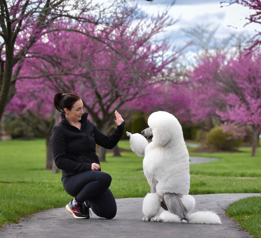 A handler high-fives a standard poodle under blooming cherry blossoms