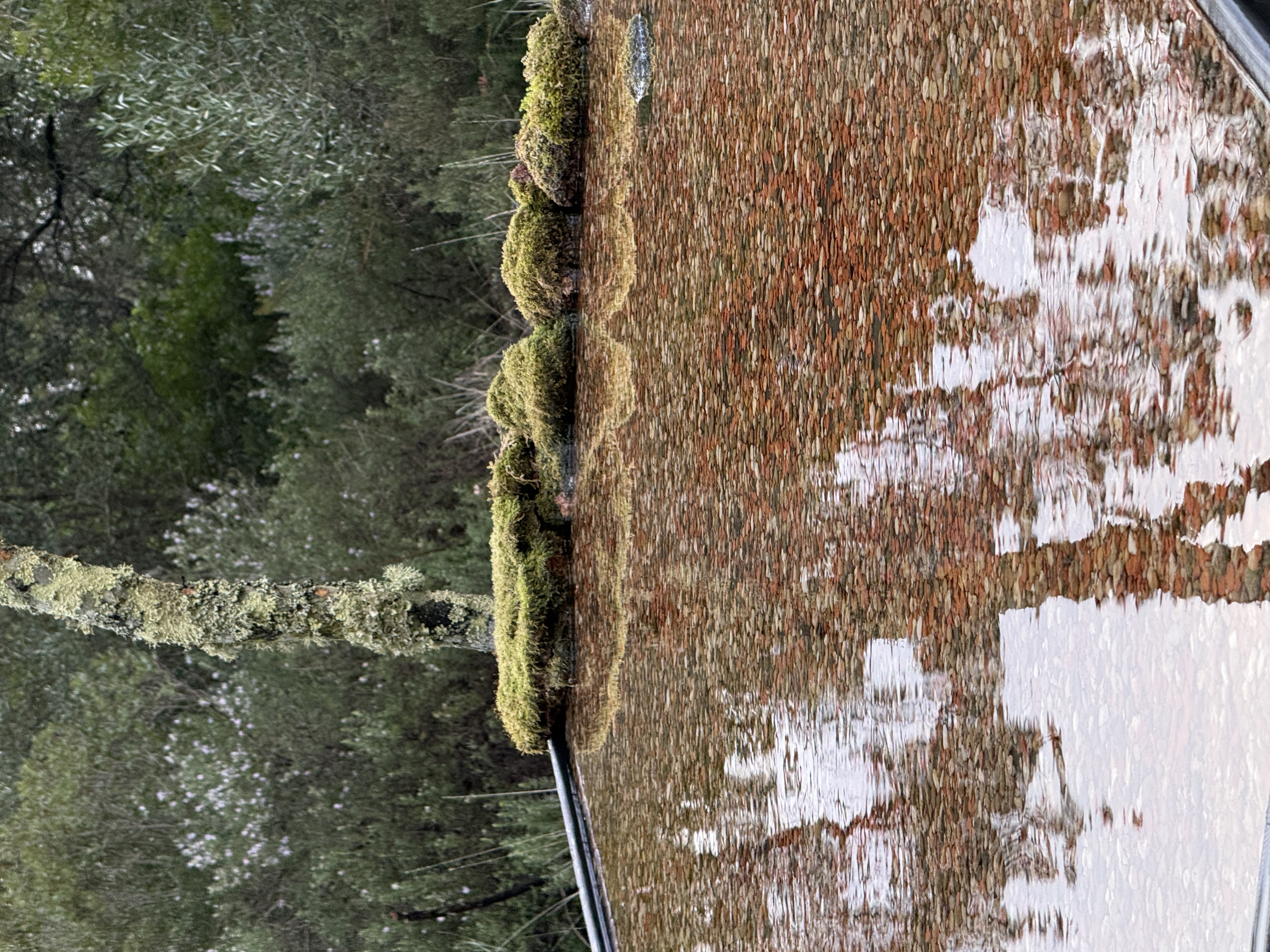 Birdwatching lake with moss-covered rocks and natural reflections
