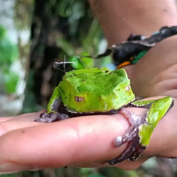 The giant green tree frog Phyllomedusa bicolor — source of Kambo medicine