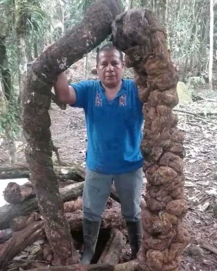 Taita Alirio Causaluzán portrait