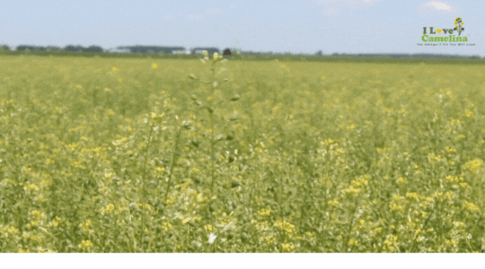 Camelina field