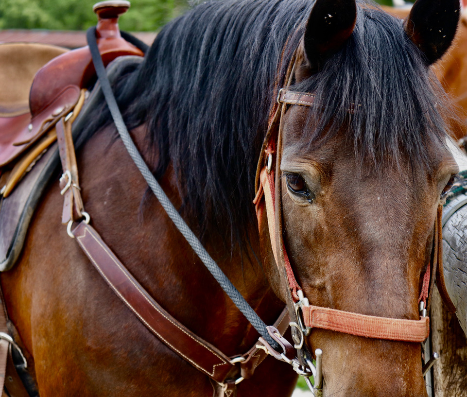 Trail rides + sacred herd time