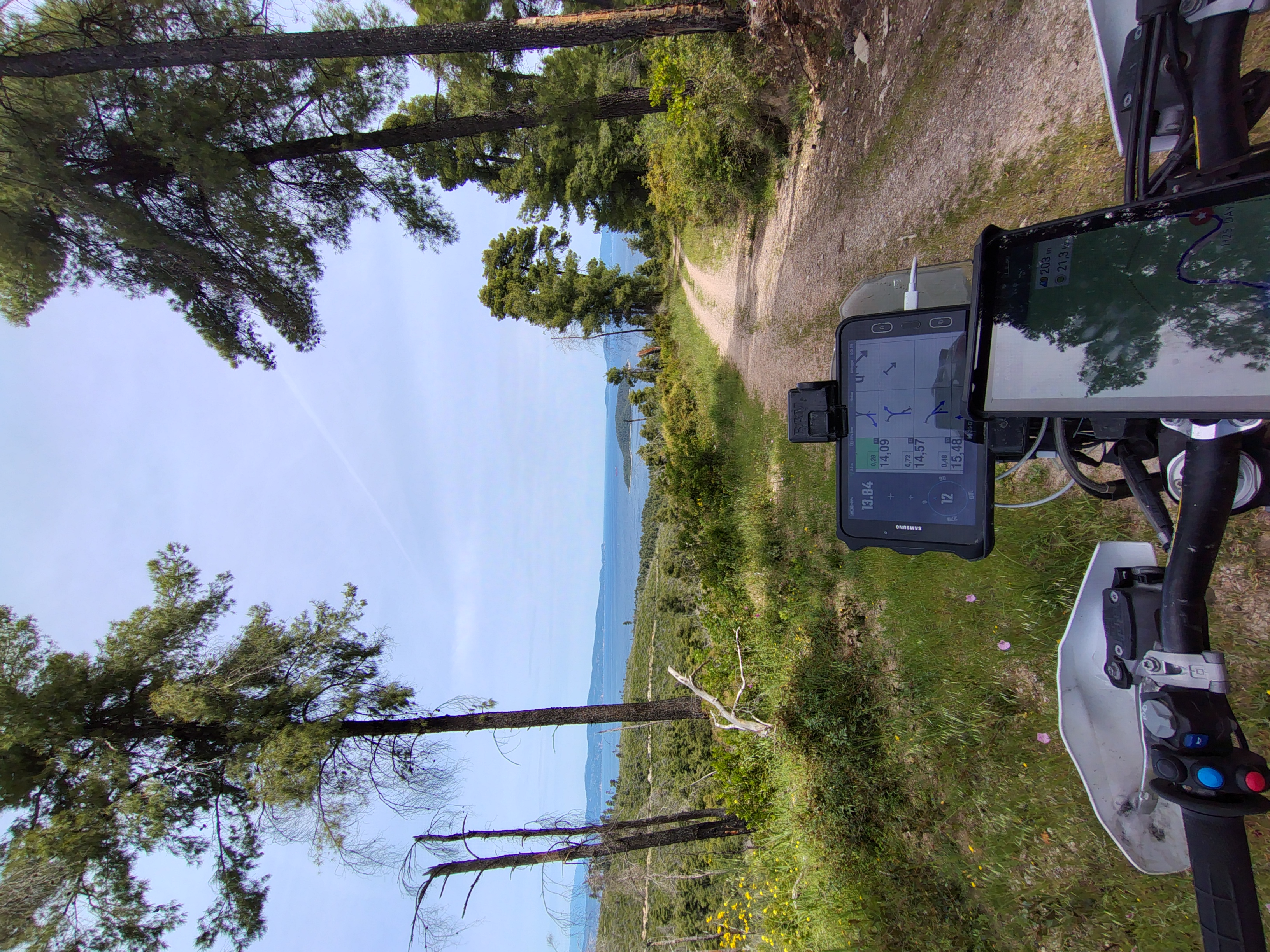 Foresta di pini