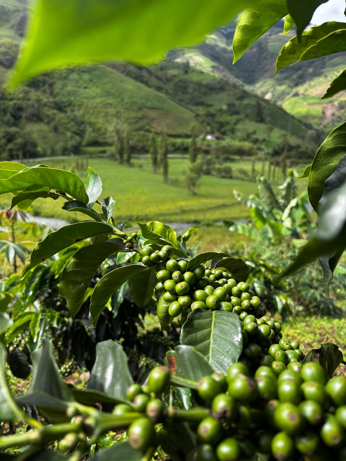 Plantas de café