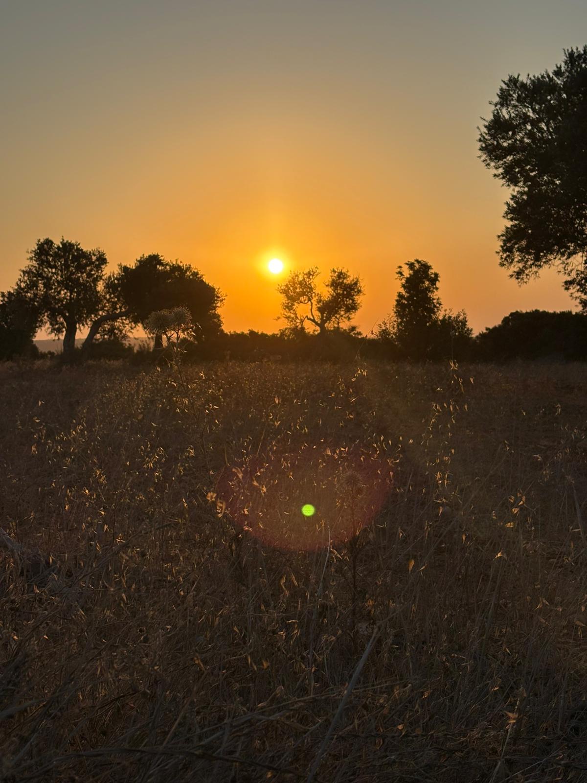 Golden hour landscape