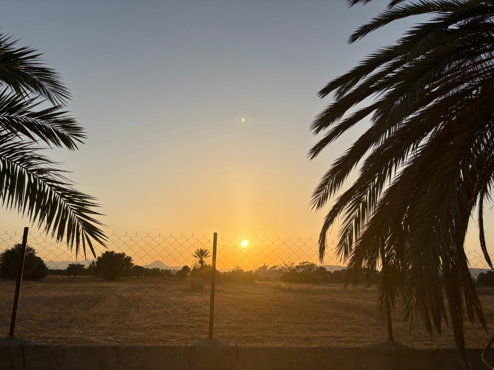 Cyprus sunset palms