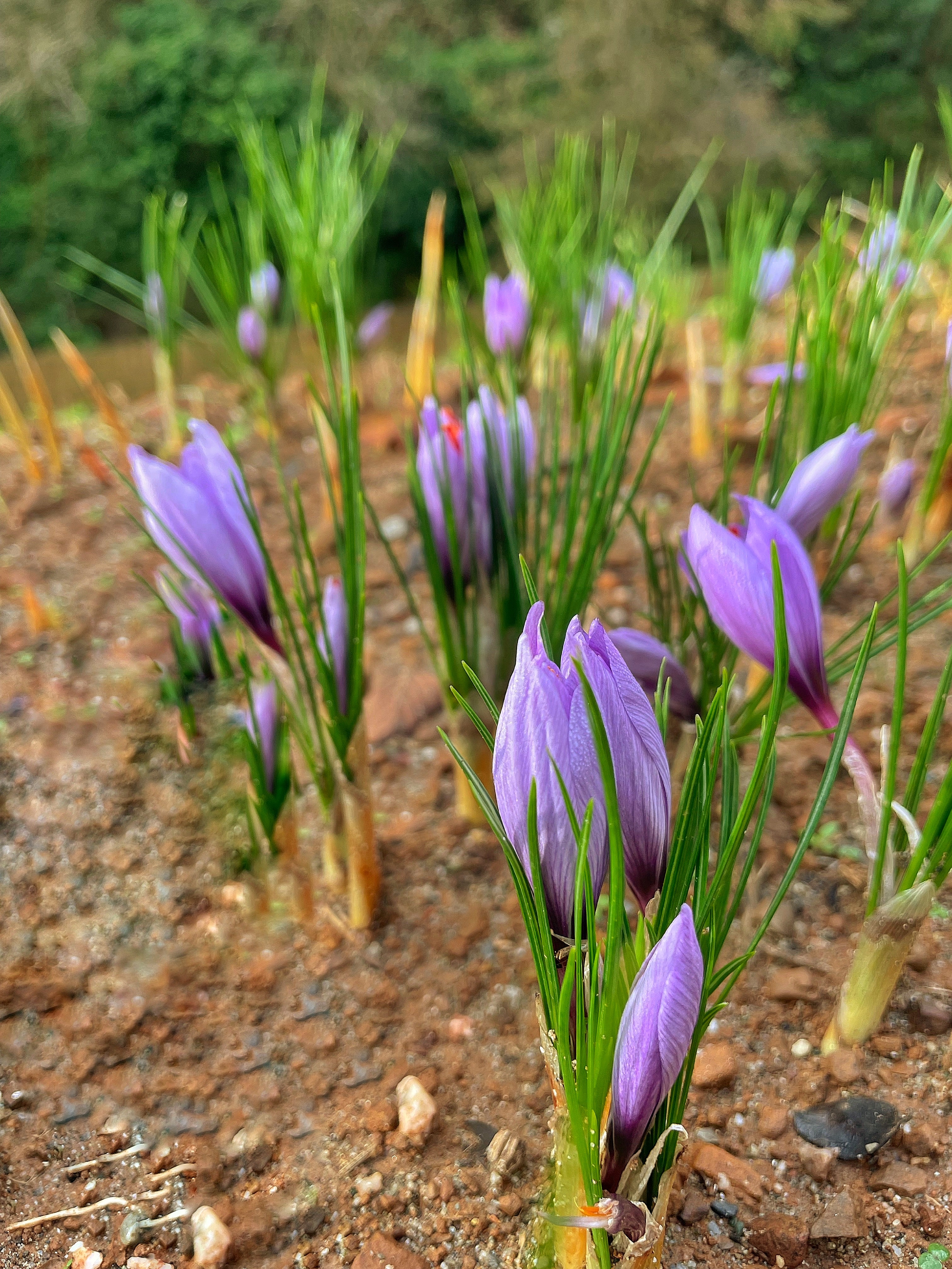 Crocus in fiore — primo piano
