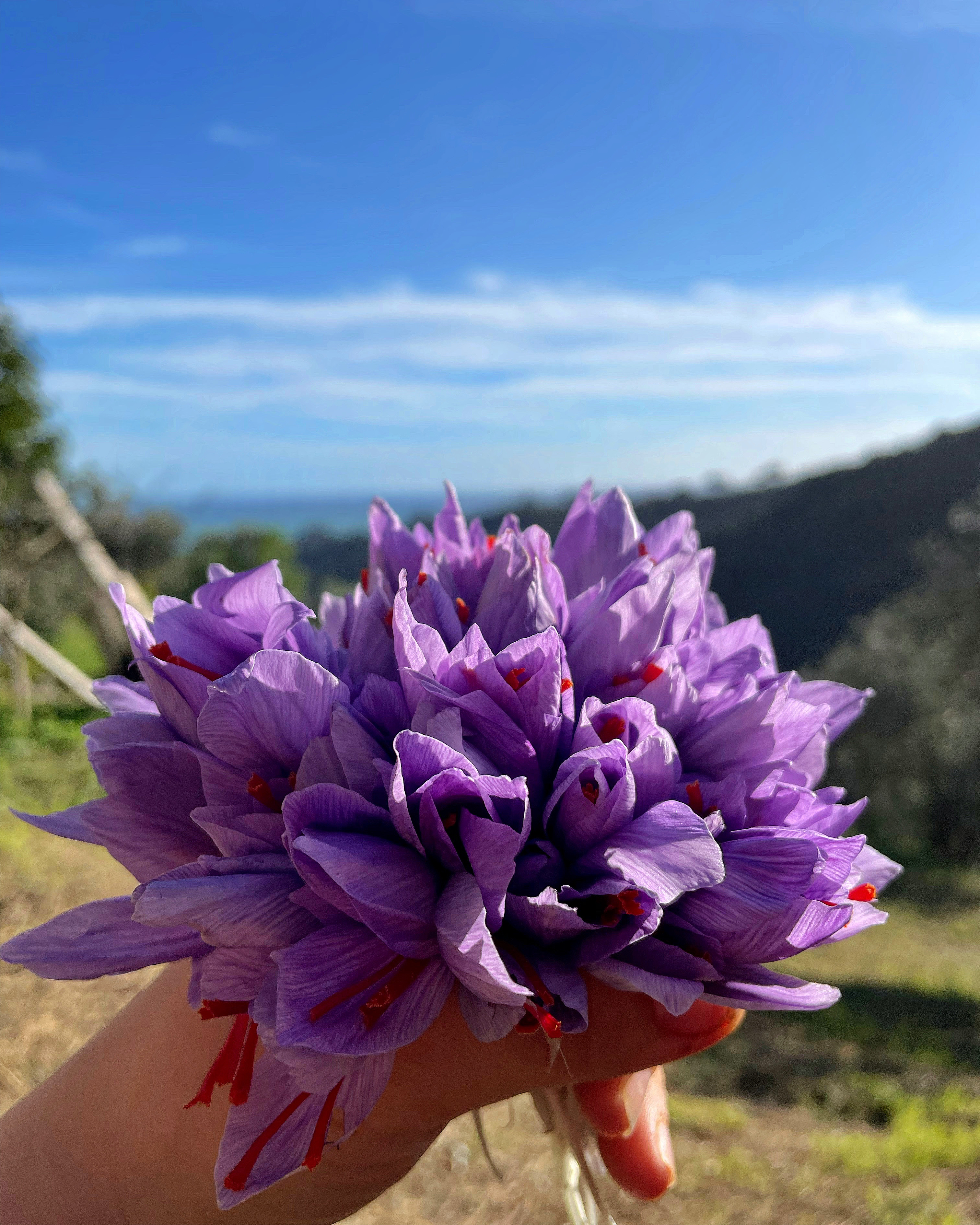 Bouquet di crocus appena raccolti