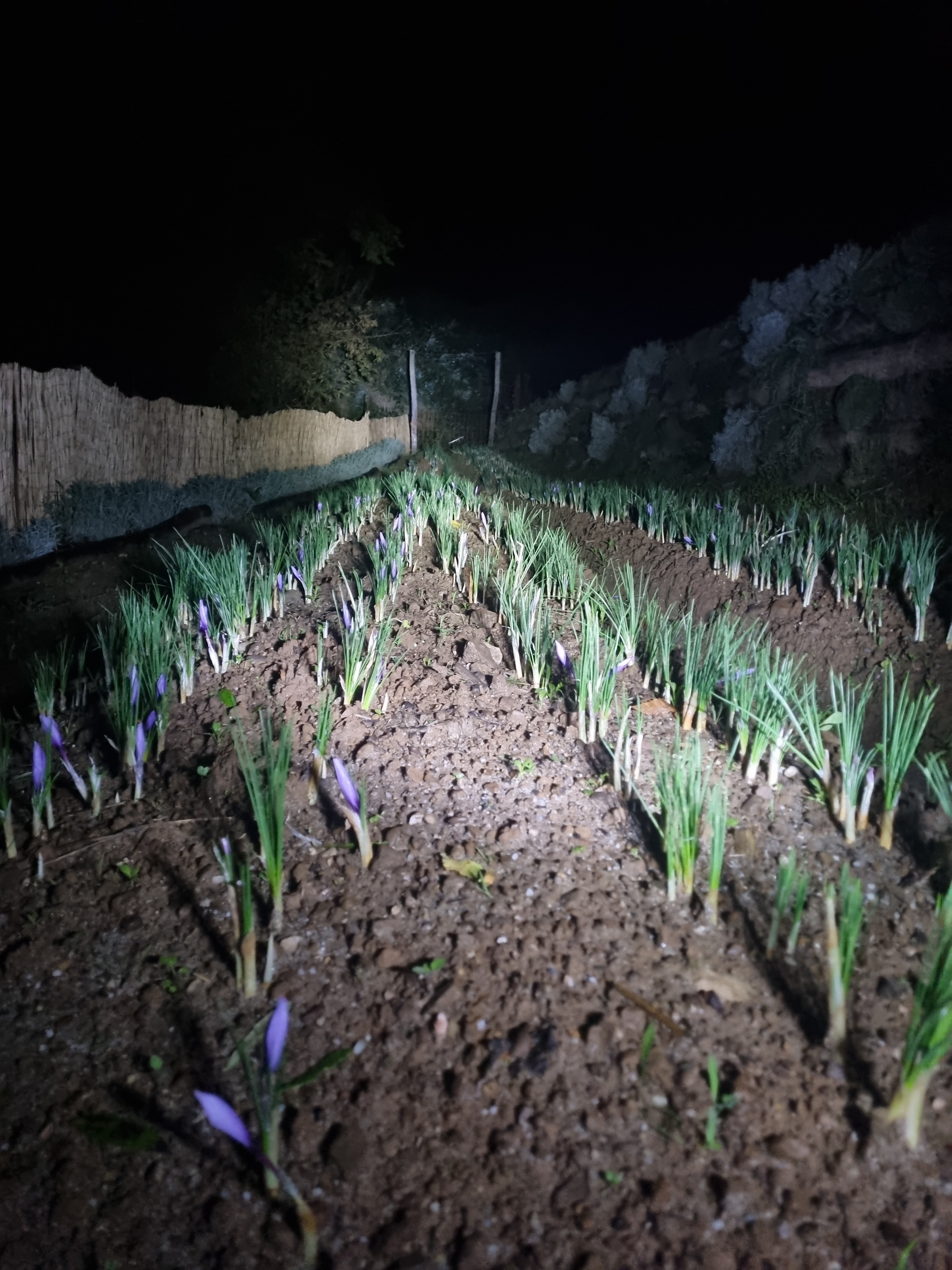 Il campo all'alba