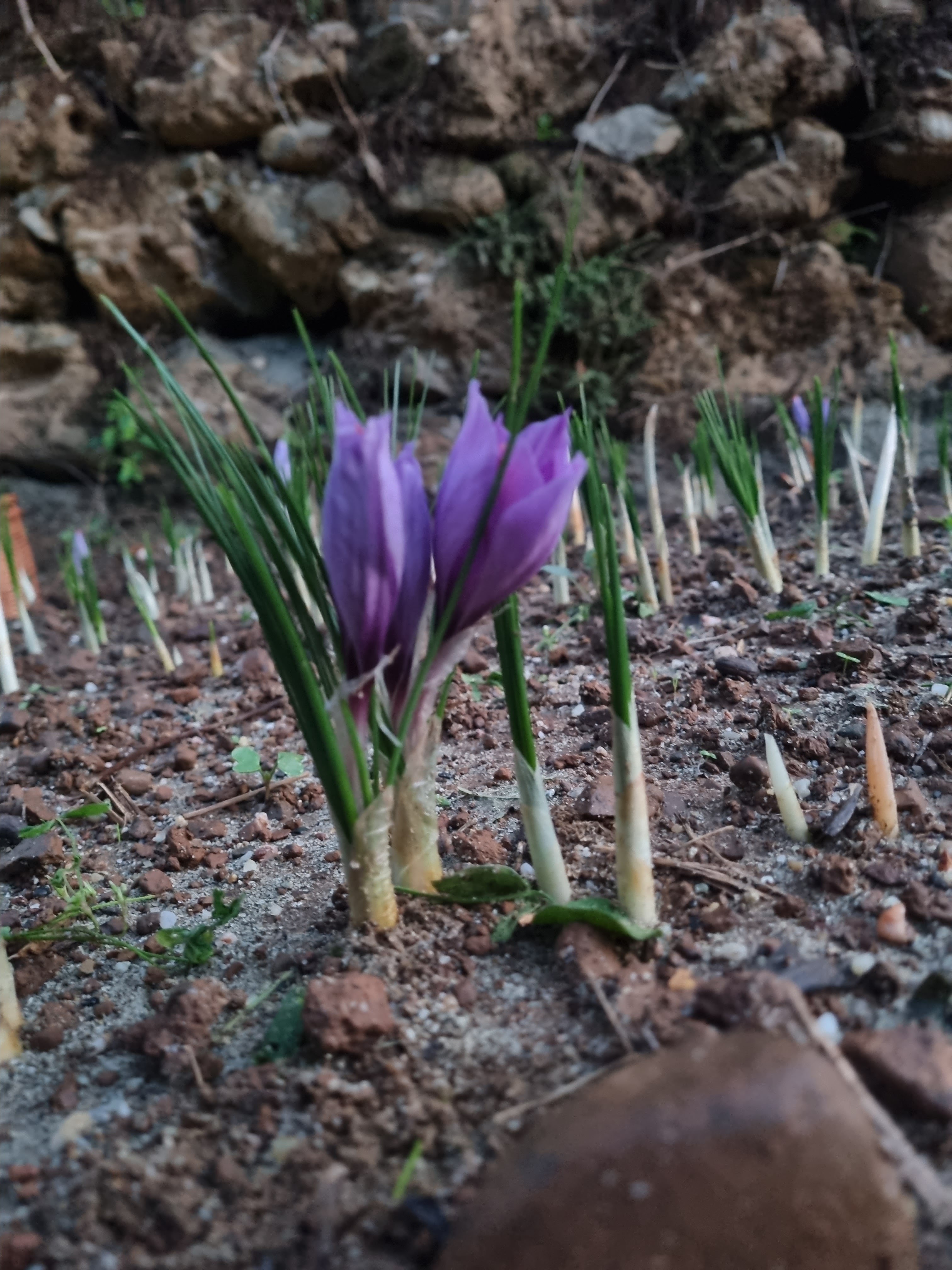 Crocus in fiore