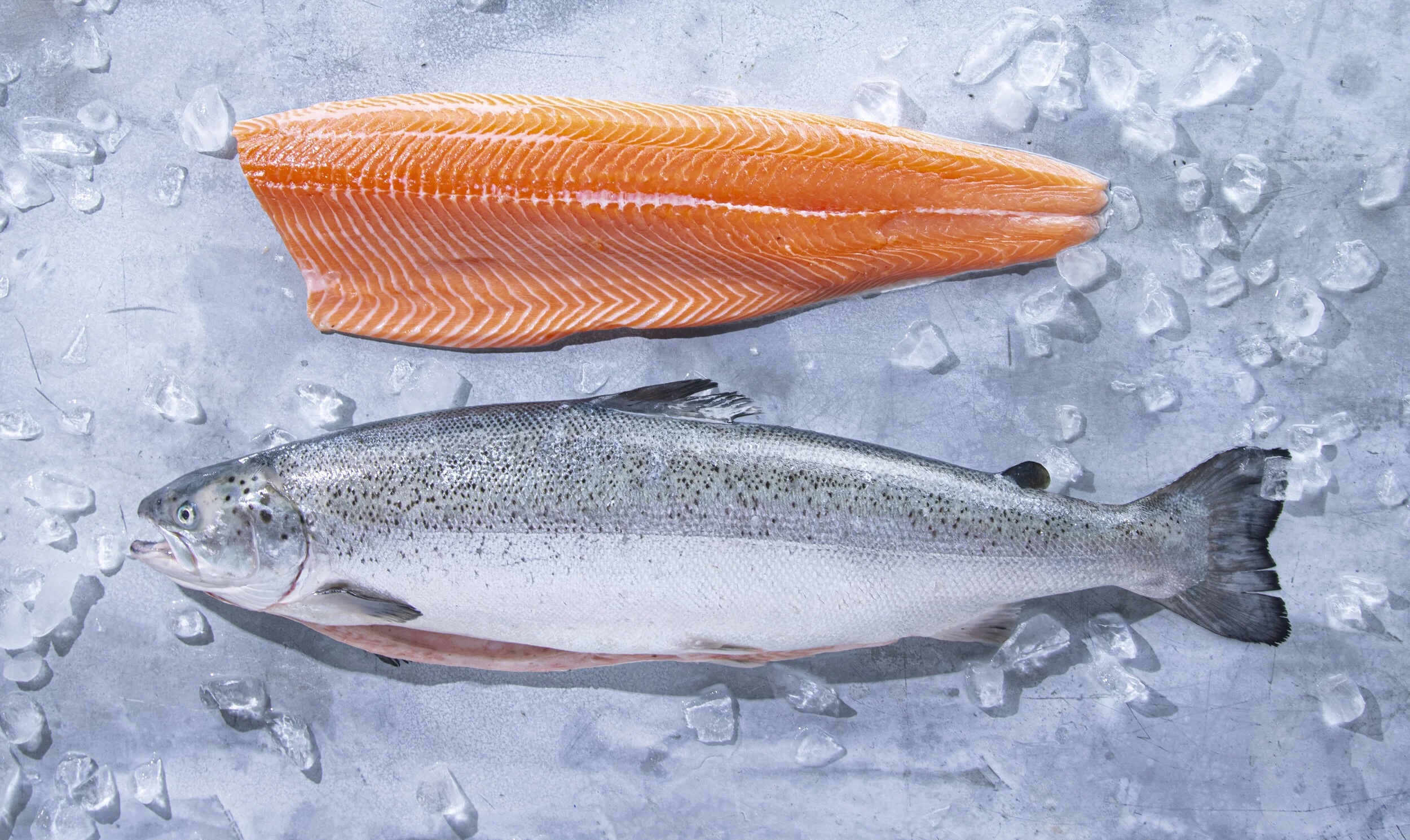 Atlantic Salmon – Frozen Fillets