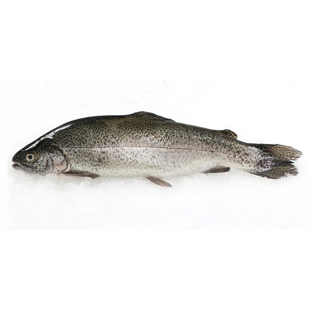 Rainbow Trout – Whole Frozen (Sea Freight)