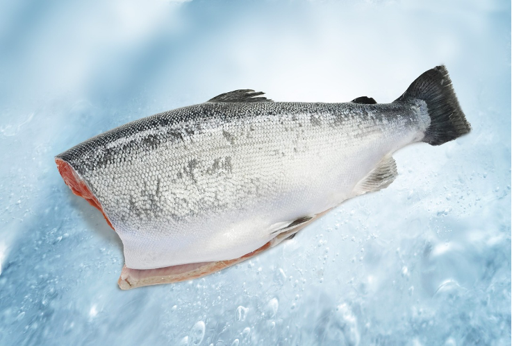 Coho Salmon – Whole Fresh (Air Freight)