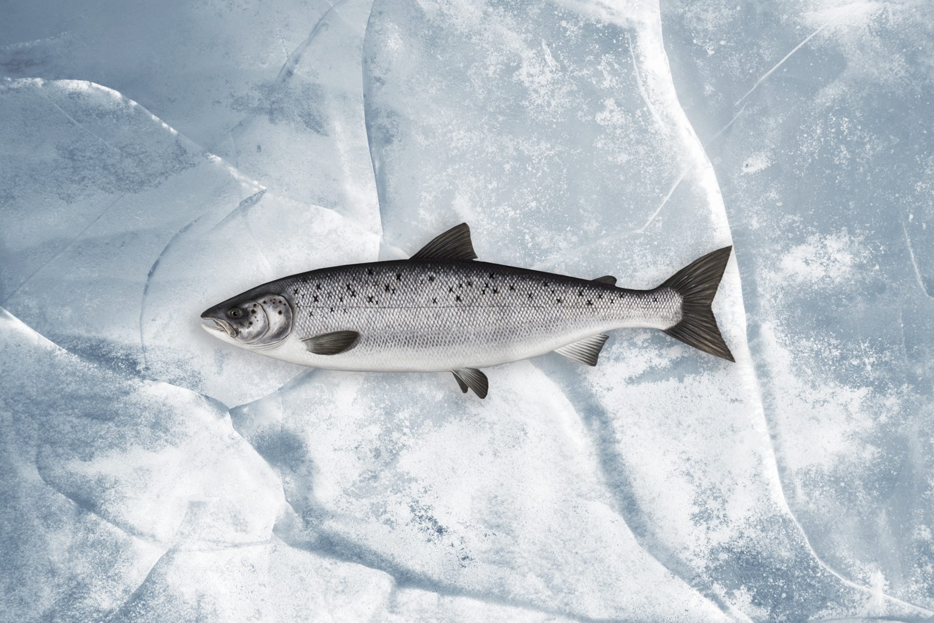 Atlantic Salmon – Whole Fresh (Air Freight)