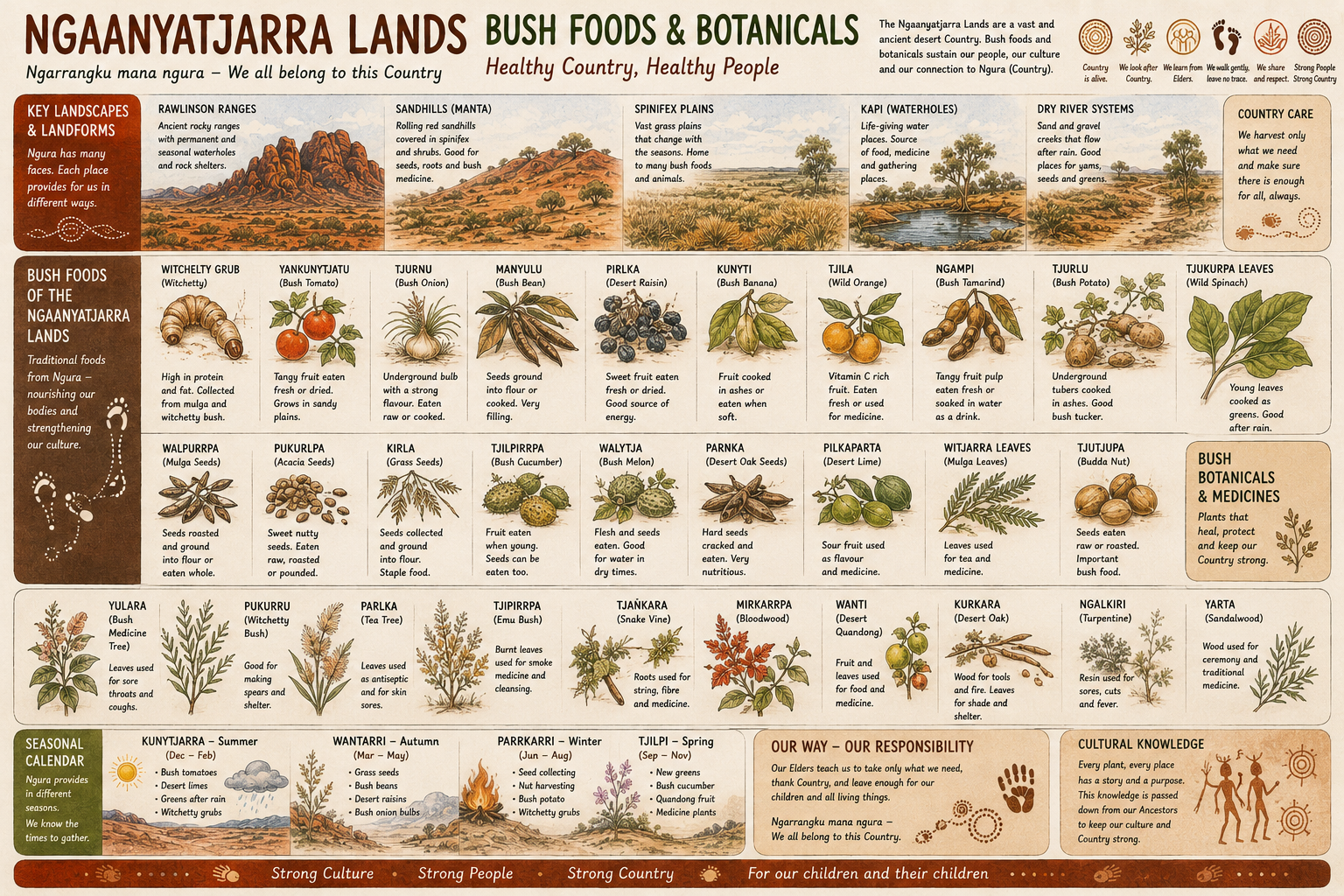 Bush Foods & Botanicals of the Ngaanyatjarra Lands — illustrated knowledge chart