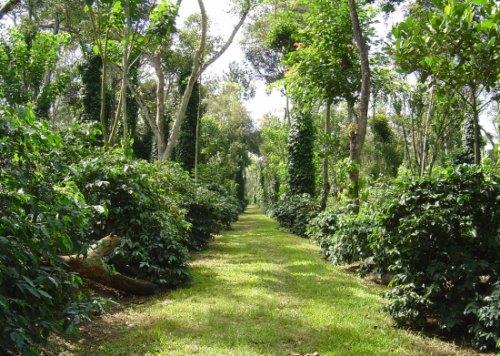 Coffee Plantation