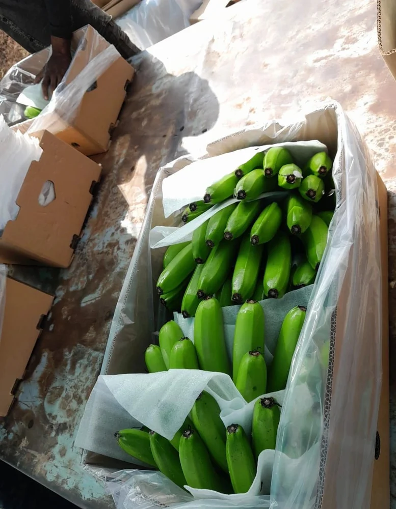 Cluster-packed G9 bananas ready for the carton