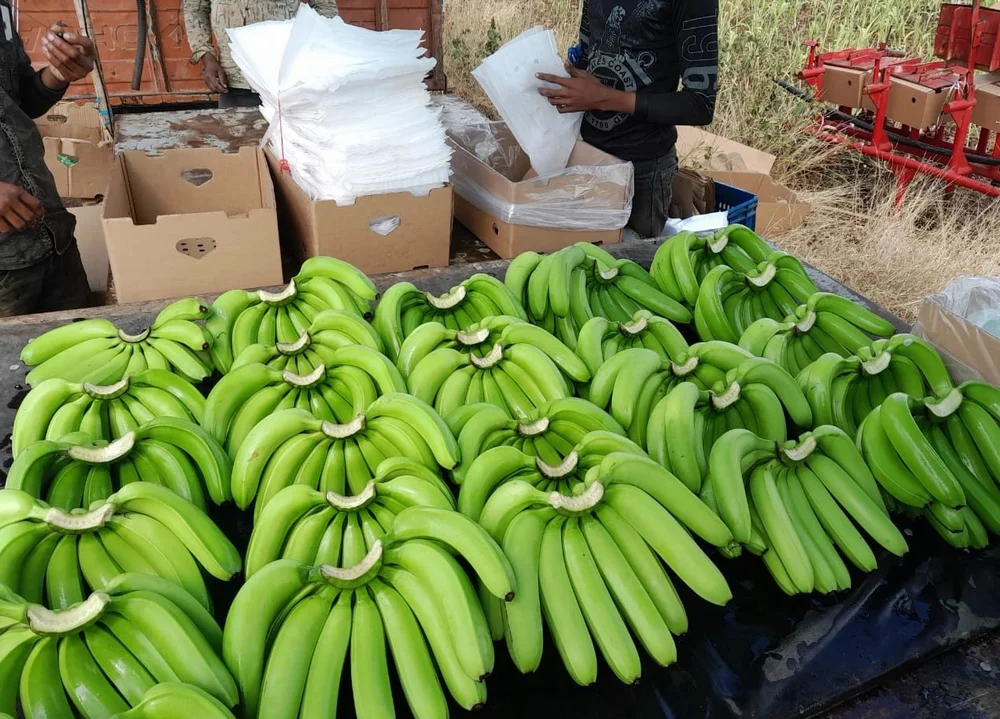Mature G9 banana bunch on the tree at our plantation
