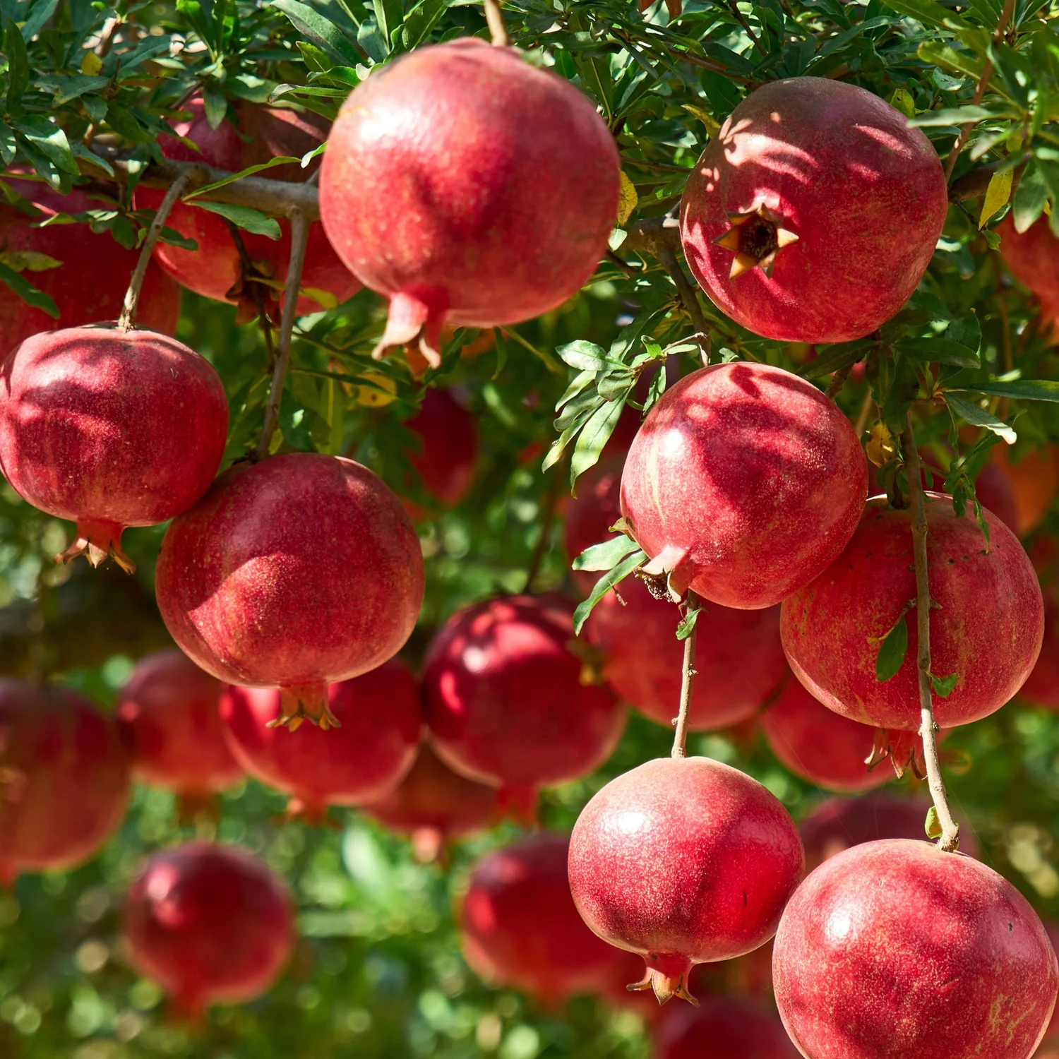 Close-up of ruby arils inside a Bhagwa pomegranate