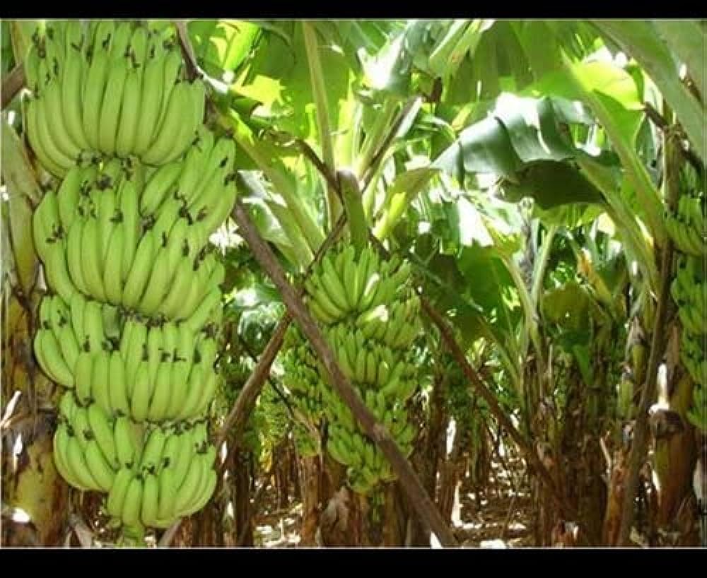 Cavendish Banana — G9