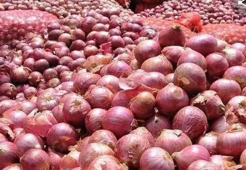 Sorted red onions ready for packing