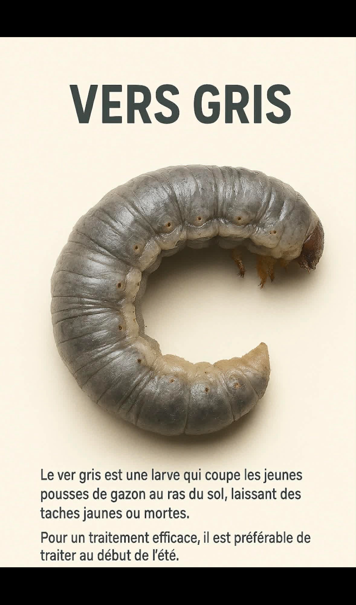 Vers gris