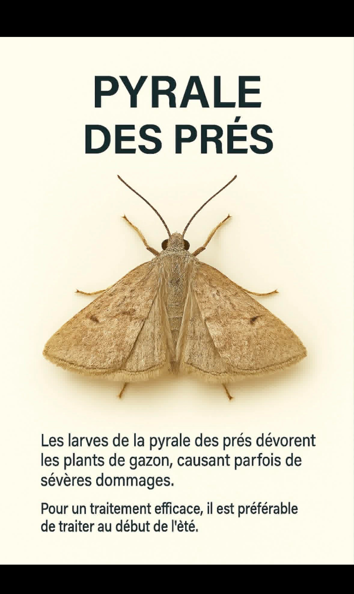 Pyrale des prés