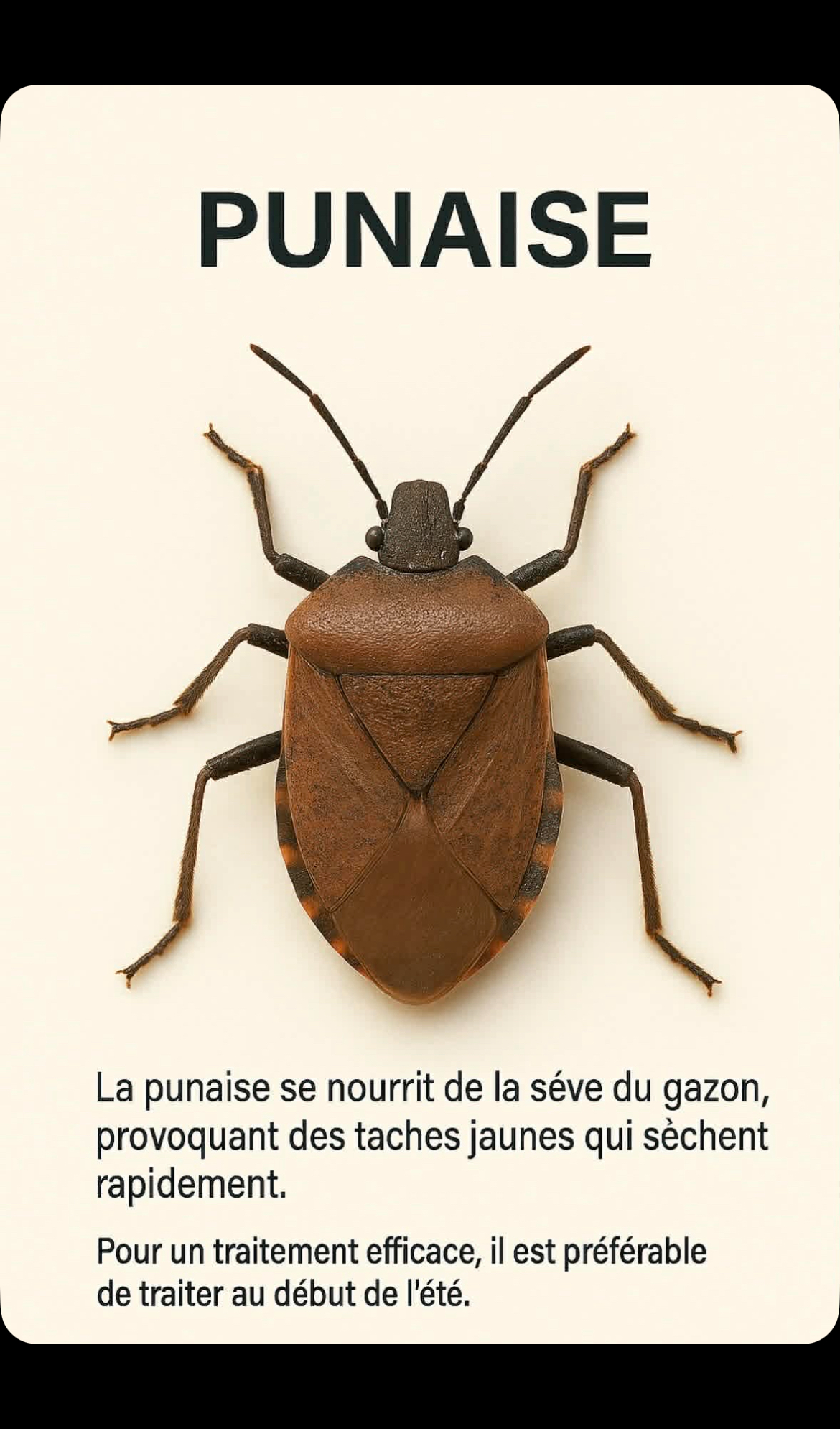 Punaise