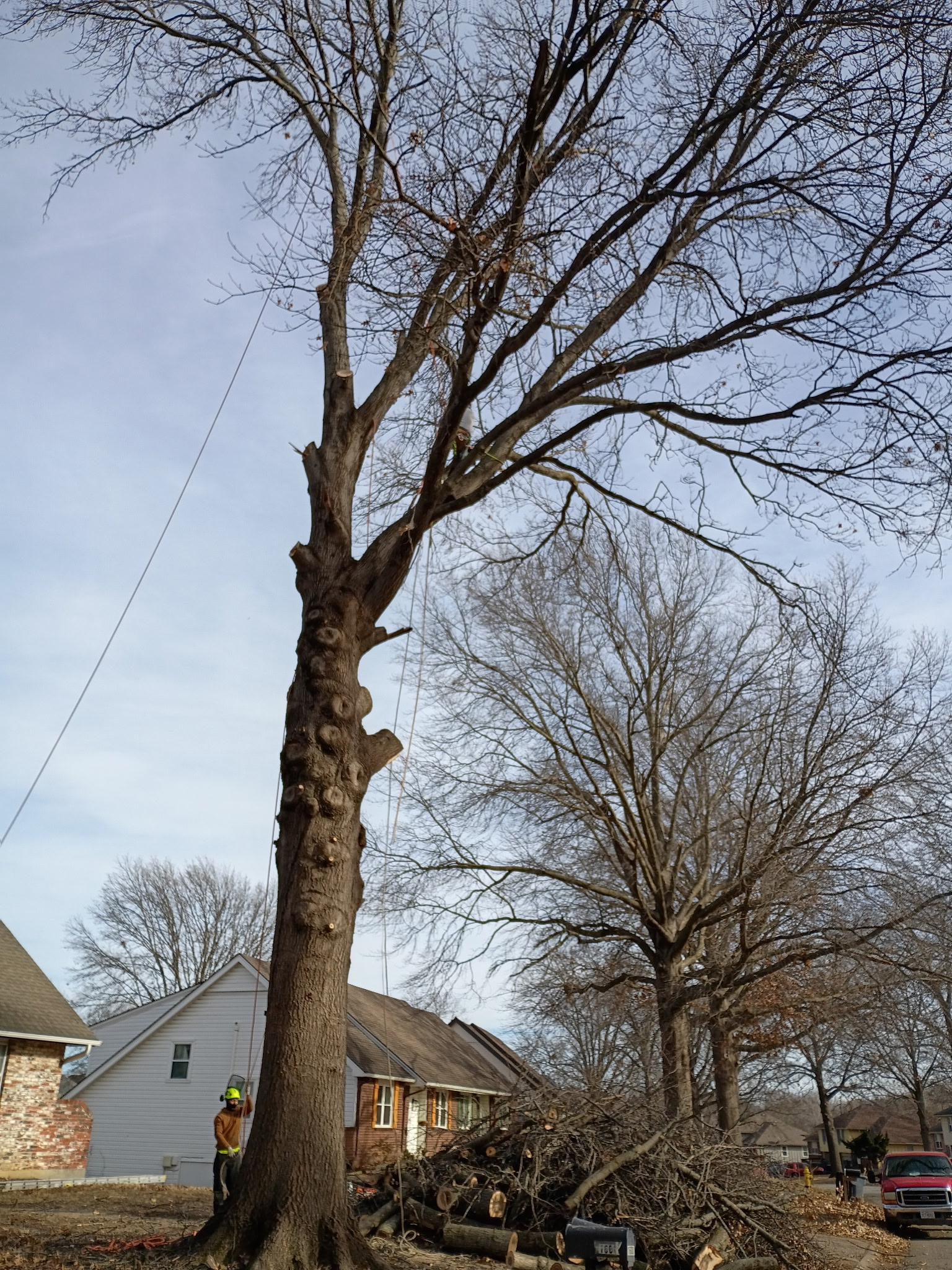 Tree trimming service in Kansas City - German Sorto crew pruning mature tree