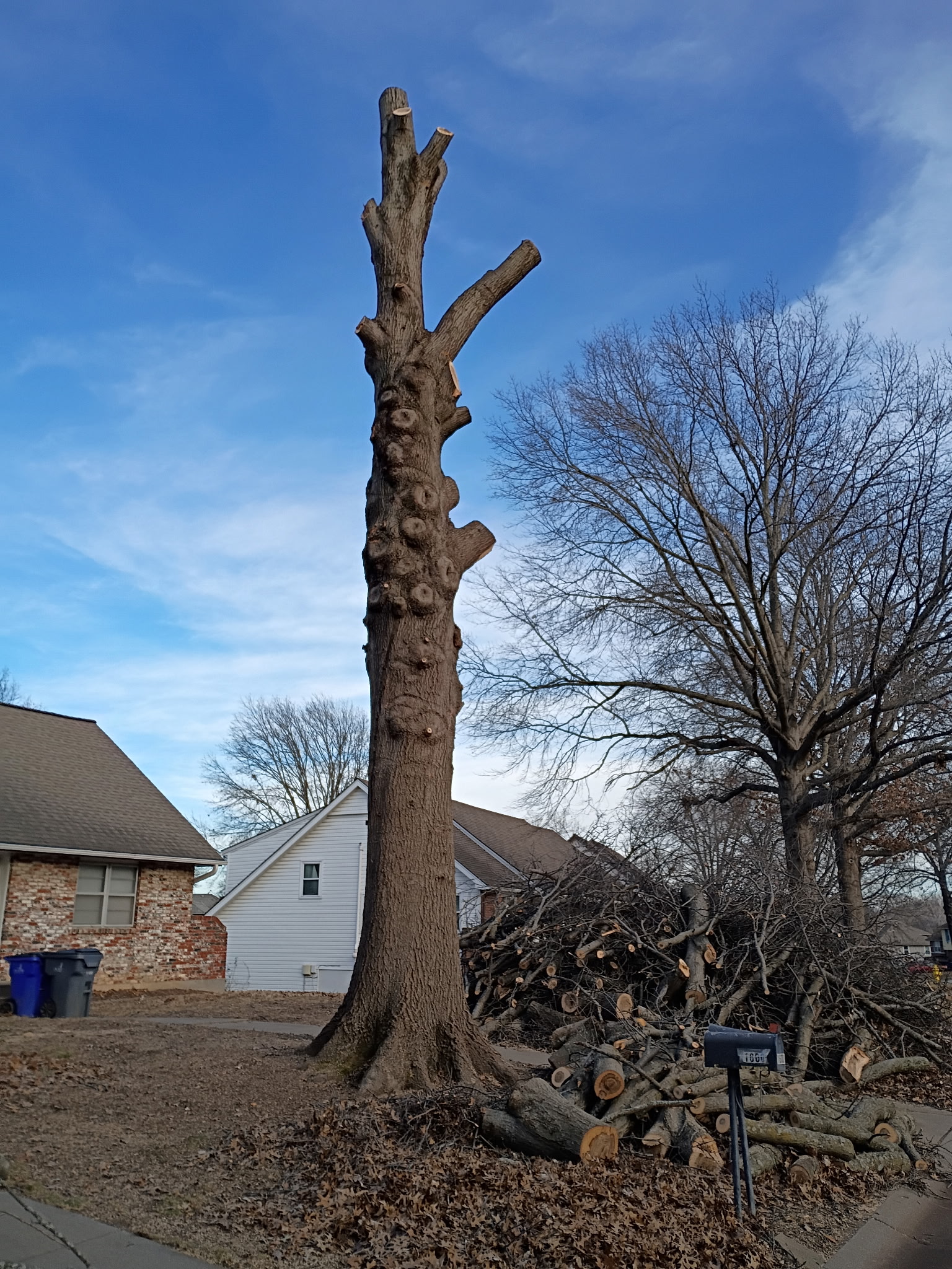 Tree removal service Kansas City - large tree being safely removed
