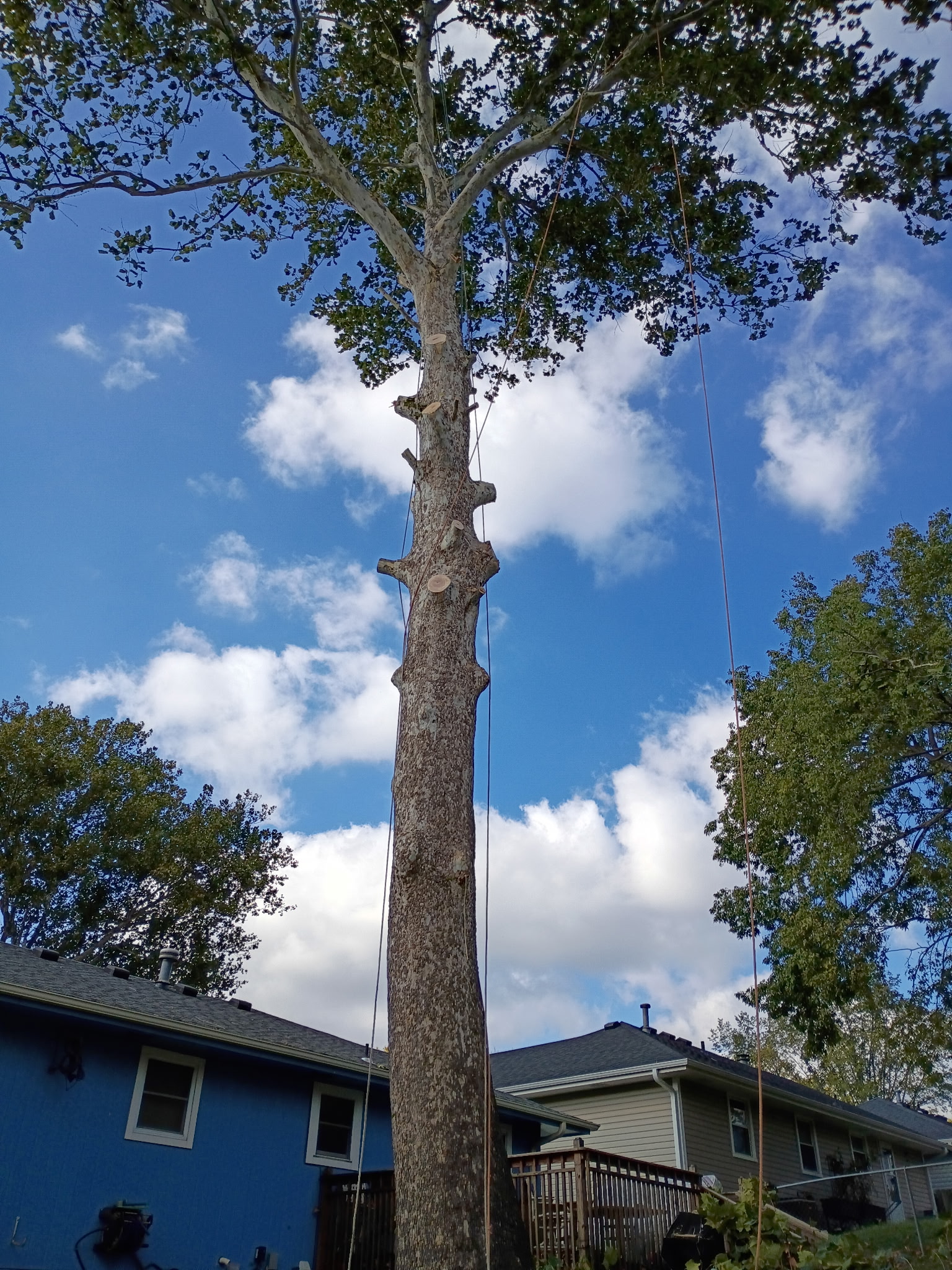 Large tree trimming project Kansas City metro area