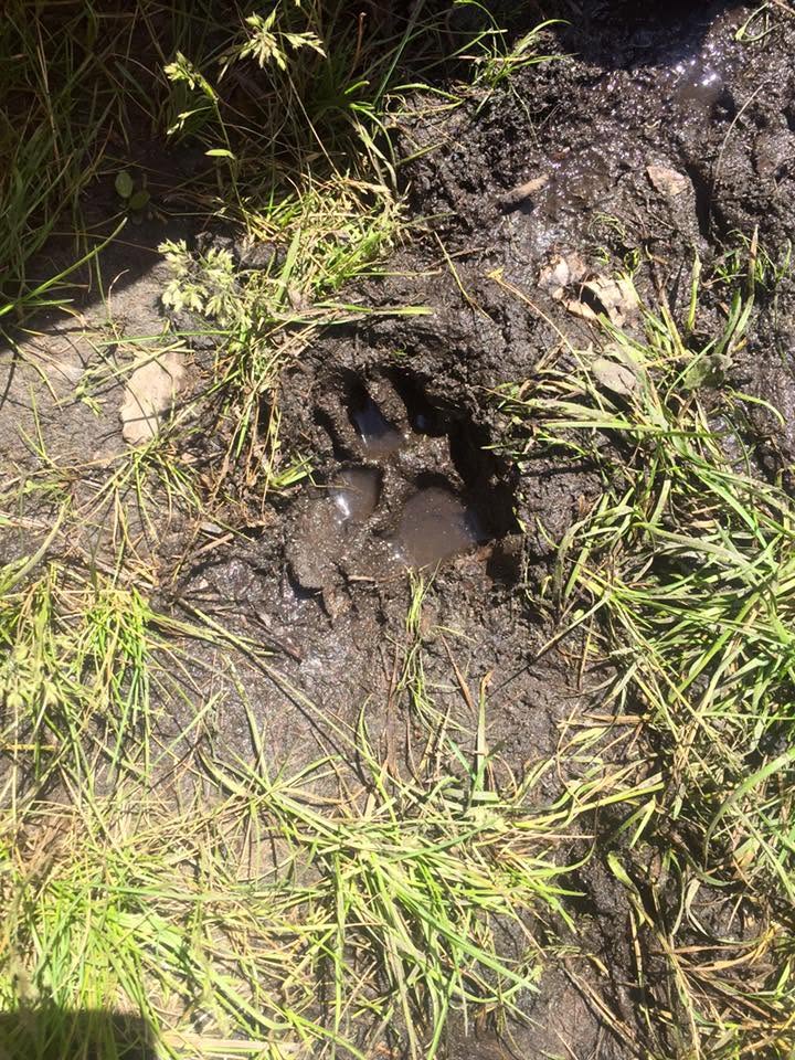 Bear paw print on a Boundary Waters portage trail