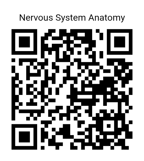 PayPal QR Code