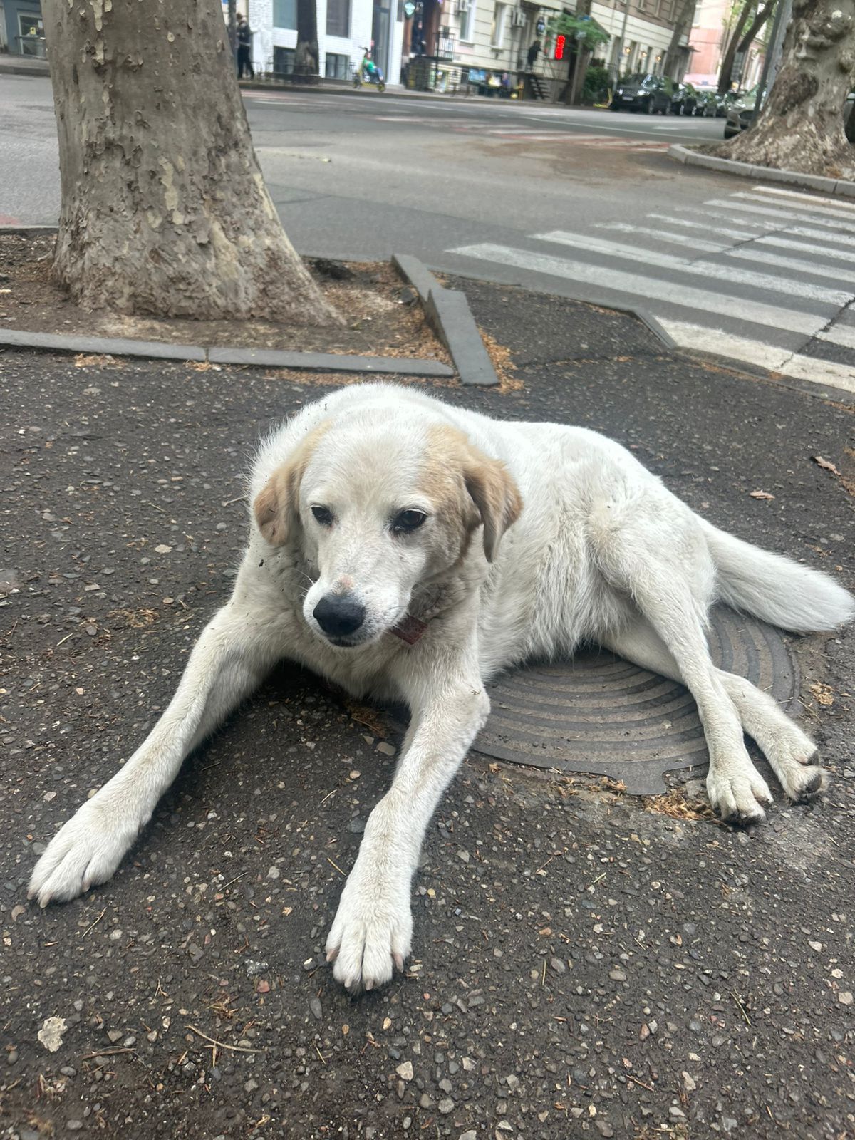 Stray dog on the streets of Tbilisi